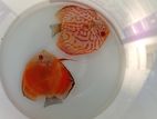 Discus Breeding Fish