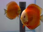 Discus Breeding Pairs