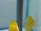 Discus Breeding Pairs