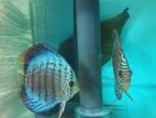Discus Comferm Pair Fish