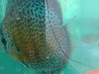 Discus Fish