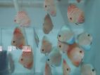 Discus Fish