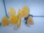 Discus Fish Albino Yellow