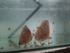 Discus Fish Babies