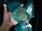 Discus Fish Pair
