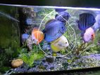 Discus Fish Breeding Pair
