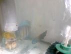 Discus Fish Breeding Pairs