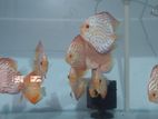 Discus Fish