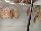 Discus Fish