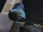 Discus Fish