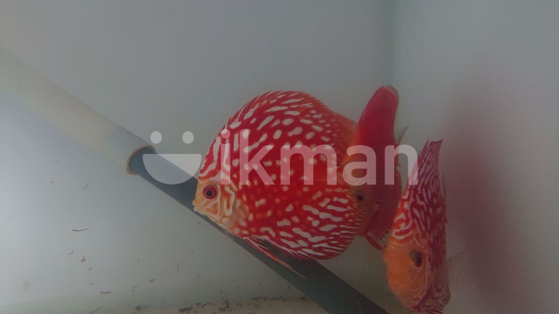 Discus Fish in Angoda ikman.lk