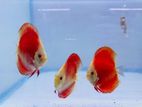 Discus Fish