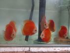 Discus Fish