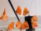 Discus Fish