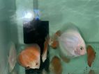 Discus Fish