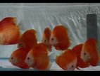 Discus Fish