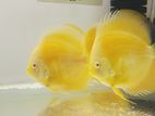 Discus Fish