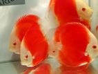 Discus Fish