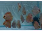 Discus Fish