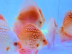 Discus Fish