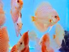 Discus fish