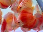 Discus Fish