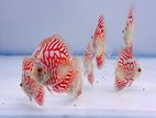 Discus Fish