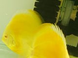 Discus Fish