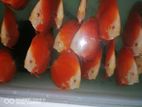 Discus Fish