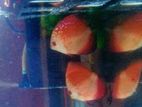 Discus Fish