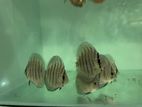 Discus Fish