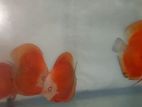 Discus Fish