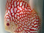 Discus Fish