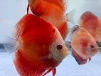 Discus Fish