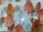 Discus Fish