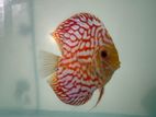 Discus Fish