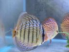 Discus Fish