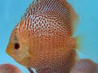 Discus Fish