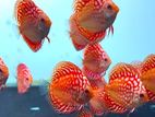 Discus Fish