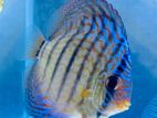 Discus Fish