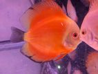 Discus Fish