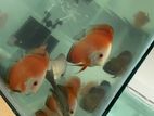 Discus Fish