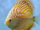 Discus Fish