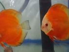 Discus Fish