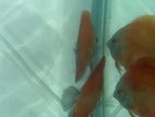 Discus Fish