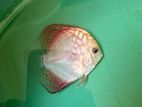 Discus Fish