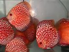 Discus Fish