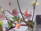 Discus Fish