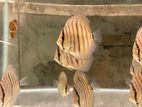 Discus Fishes