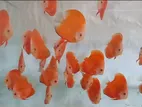 Discus Fish